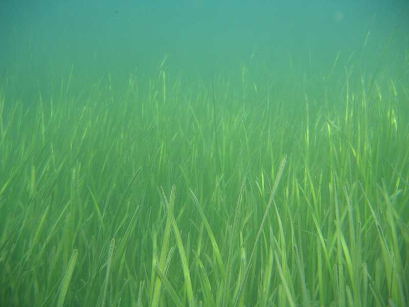 Eelgrass Rhode Island Environmental Monitoring Collaborative